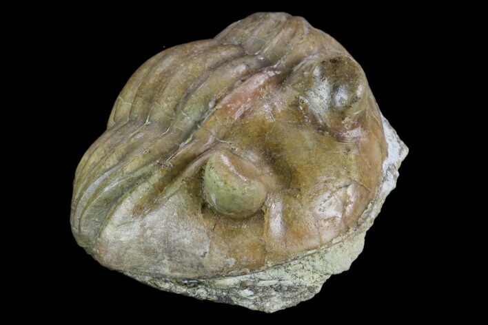 Wide, Enrolled Asaphus Minor Trilobite - Russia #127835